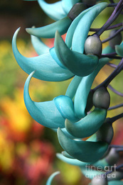Image result for jade flower